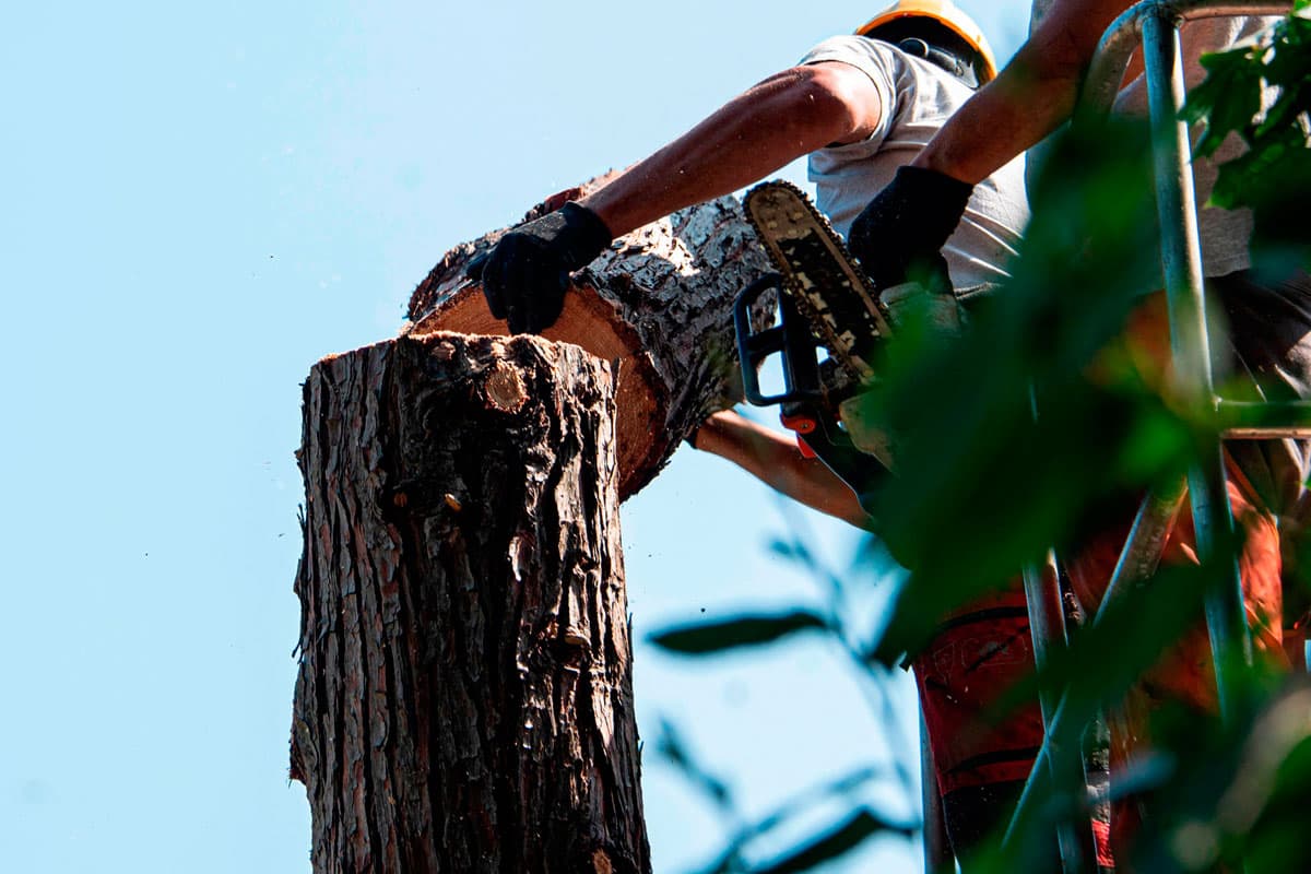 Empresa en Ribadavia de trabajos forestales