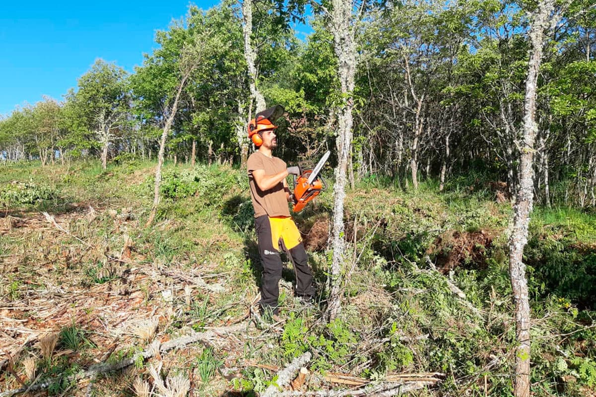 Entresaca forestal en Ribadavia