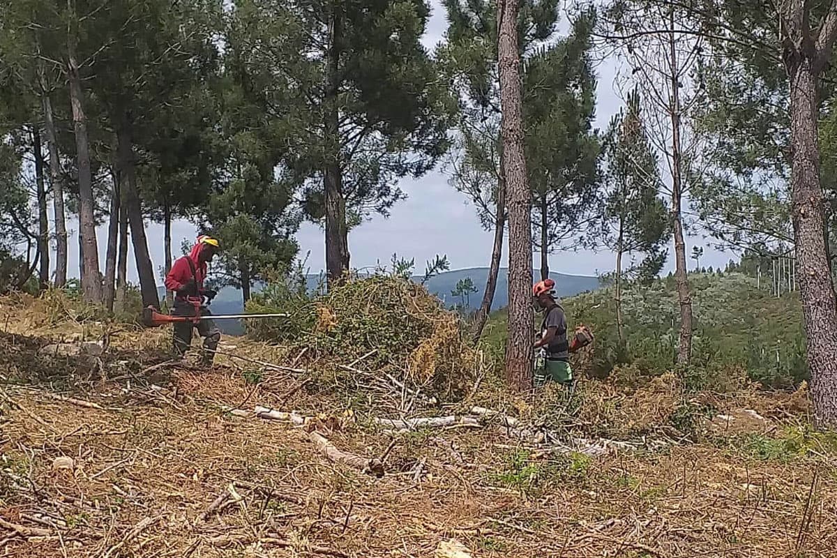 Empresa de trabajos forestales en Ribadavia