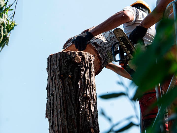 Trabajos forestales en Ribadavia