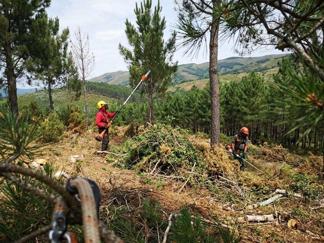 Limpieza y poda de montes para prevención de incendios en Verín