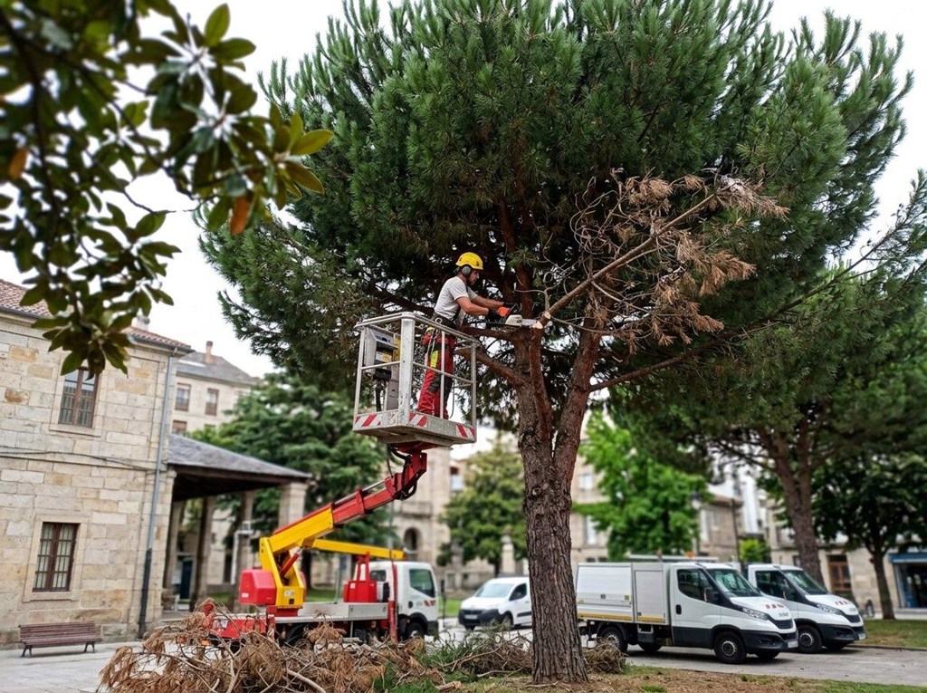 Foto 1 Poda en altura y mantenimiento de arbolado urbano en Ourense